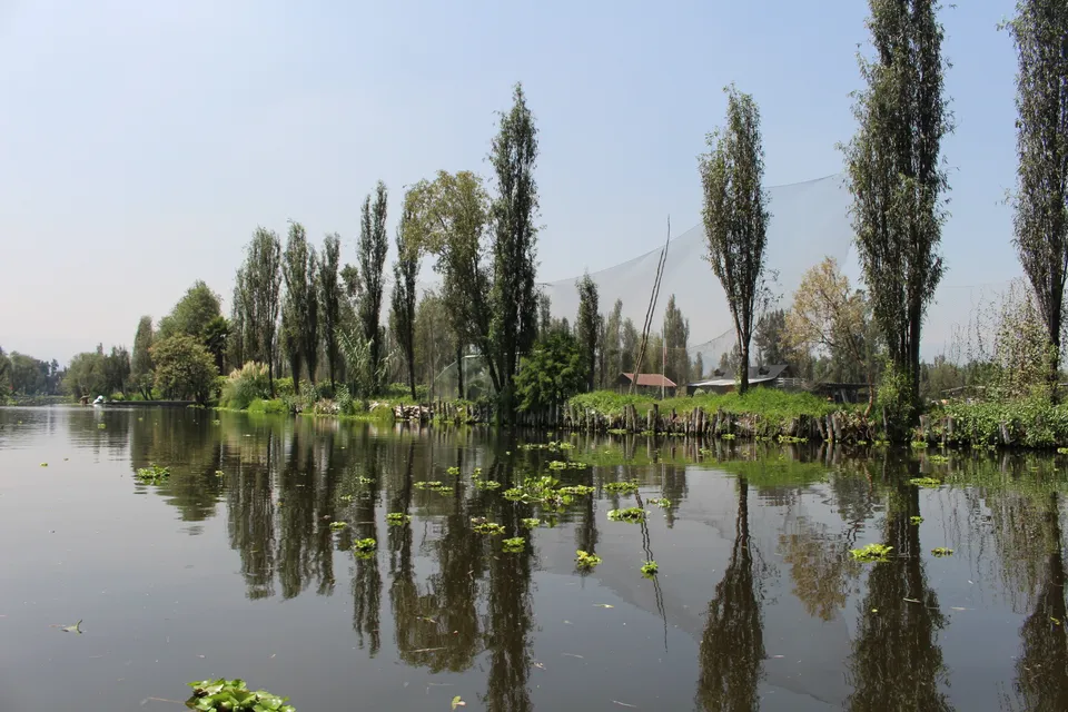 A canal between green chinampa fields in Xochimilco