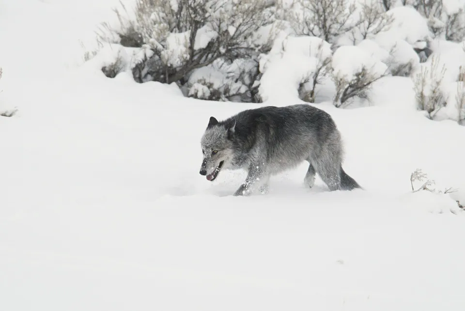 A gray and black wolf walking through deep snow in Yellowstone