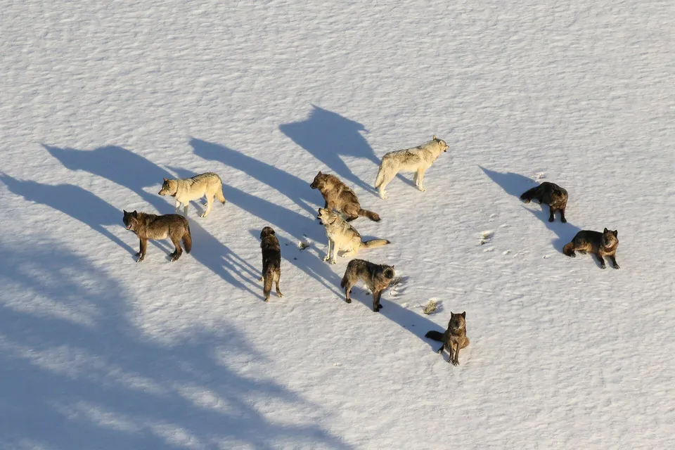A pack of eleven wolves standing on snow, seen from a small plane
